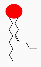 Image result for phospholipid