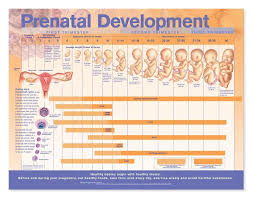 Prenatal Development Anatomical Chart Prenatal Development