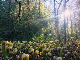 Route 101, just west of mercer lake and south of sutton lake that is dedicated to the preservation of a rare plant. Cobra Lilies At Darlingtonia State Natural Site Oregon Savagegarden