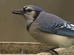 This, in turn, populates the environment with foliage. Blue Jay Identification All About Birds Cornell Lab Of Ornithology