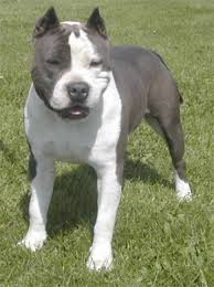 The pit bull immediately strikes one as being a dog of power, passion and undying willingness. American Staffordshire Terrier Pit Bull Dog Breed Information Puppies Pictures