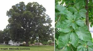 types of florida oak trees with their