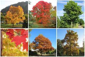 shade trees for your yard in pennsylvania