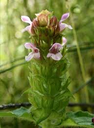 Prunella vulgaris Calflora