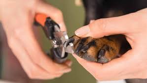 skip the groomer how to trim dog nails