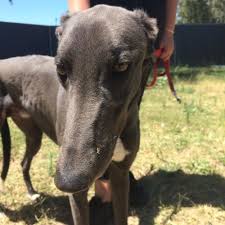 Things we take for granted, like the sound of the tv or phones ringing, may be new and. Greyhounds As Pets Western Australia Petrescue