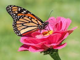 do monarch erflies eat