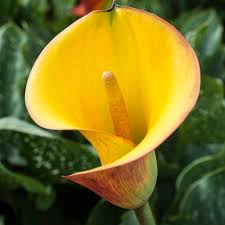 how to grow calla lilies gardening