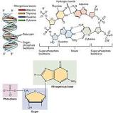Image result for types of biochemistry