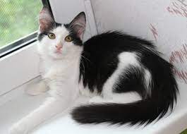 Пушистый бело-черный котенок ищет дом | Пикабу