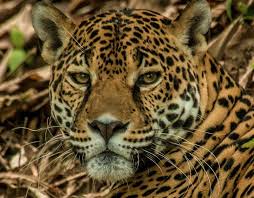 2020 popular 1 trends in home improvement, cellphones & telecommunications, home & garden, toys & hobbies with tropical rainforest animals and 1. Species Profile Jaguar Panther Onca Rainforest Alliance