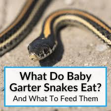 what do baby garter snakes eat and