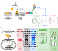 Robust and flexible platform for directed evolution of yeast genetic  switches | Nature Communications