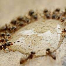 how to get rid of ants in apartment