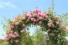 Picking Roses For Your Home Rose Garden