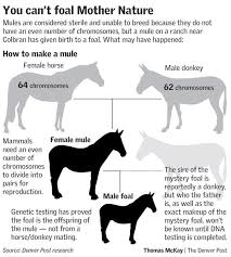 Discover variety at macy's and save big on women's mules. Mule S Foal Fools Genetics With Impossible Birth The Denver Post