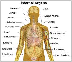 Internal Organ Chart 1024 X 910 Anatomy System Human Body