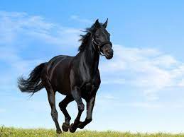 Hd Horse Wallpaper posted by ...