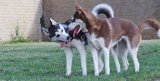 your husky puppy and dog