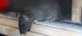 Roof Rat Versus A Mouse