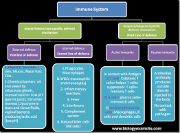 Immune System At A Glance Chart Questions On Basic