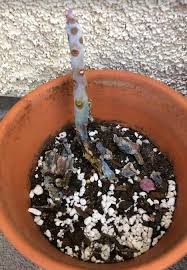 save an overwatered succulent plant