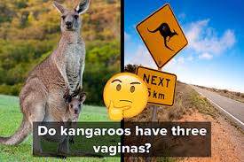 A lot of individuals admittedly had a hard t. If You Get 10 12 On This Australian Animal Quiz You Re A True Aussie