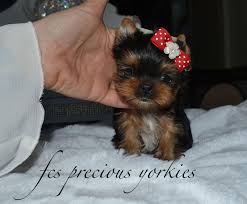 babydoll faced yorkies canada