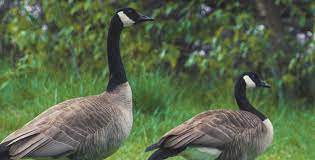Ohio geese control strives for an ecological approach to canada geese management. How To Get Rid Of Canada Geese