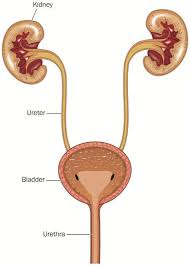 urinary tract infections uti obgyn in