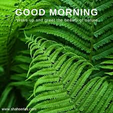51 good morning nature images 2023