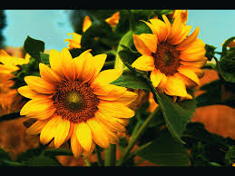 43 wallpaper sunflowers wallpapersafari