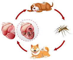 heartworm treatment for dogs and cats