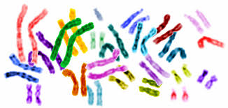 Image result for genome