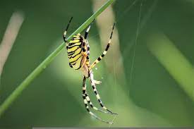 yellow garden spiders good for yards