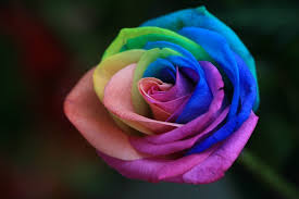 with the diffe colors of the rose