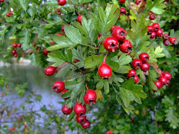Hawthorn is the oldest european herbal remedy. Hawthorn Heart Healing From Physical To Spiritual Traditional Roots Institute