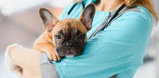 puppy pyoderma symptoms causes and