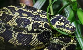 carpet python facts morelia