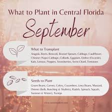 What To Plant In September In Florida
