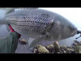 Videos Matching Striper Fishing Cape Cod Canal 2019 Revolvy