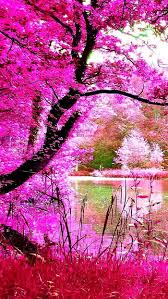 beautiful pink nature iphone hd