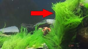 how to carpet moss and algae in seconds