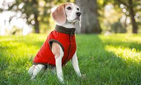 Eddie Bauer Puffer Dog Vest Groupon Goods