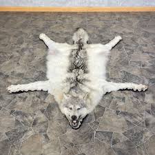 grey wolf full rug taxidermy mount