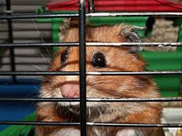 8 diy hamster cages you can build today