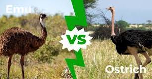 are-emus-ostriches