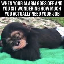 Monday Morning Thoughts Funny Meme  Steemit
