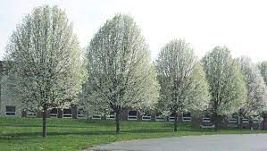 let s grow cleveland pear trees are