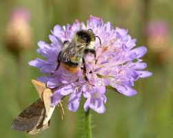 No need to register, buy now! Shrill Carder Bee L Amazing Variety Our Breathing Planet